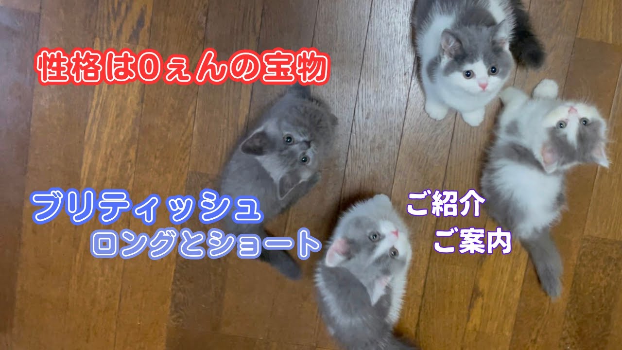 【ちょっぴり嬉しい子猫たち】ブリティッシュのショートヘアとロングヘアの兄妹たち
