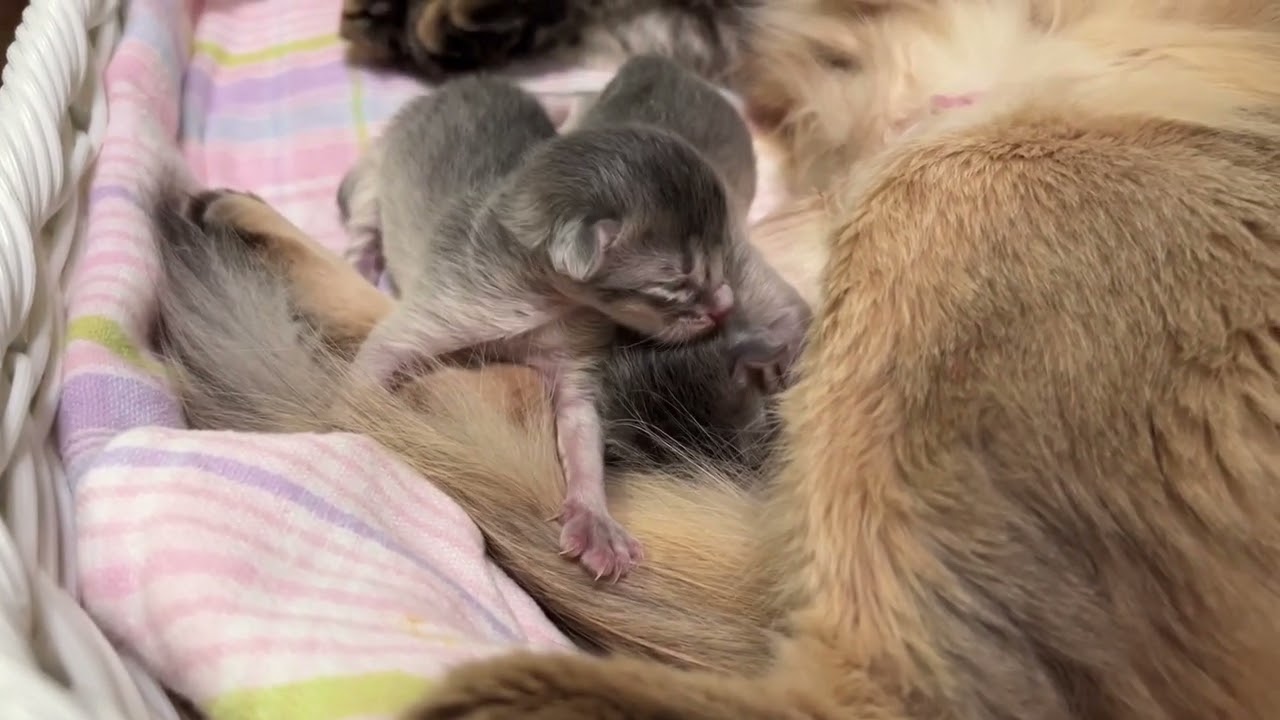 〜生後2日〜 ソマリの子猫