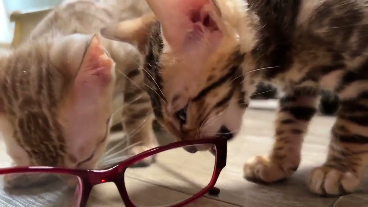 ベンガル お膝が大好きで綺麗な瞳の、ブラウンスポテッドタビー（シルキータッチ(グリッター有)）の男の子。