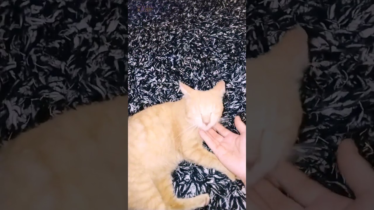 A Manx Cat closes its eyes when Held