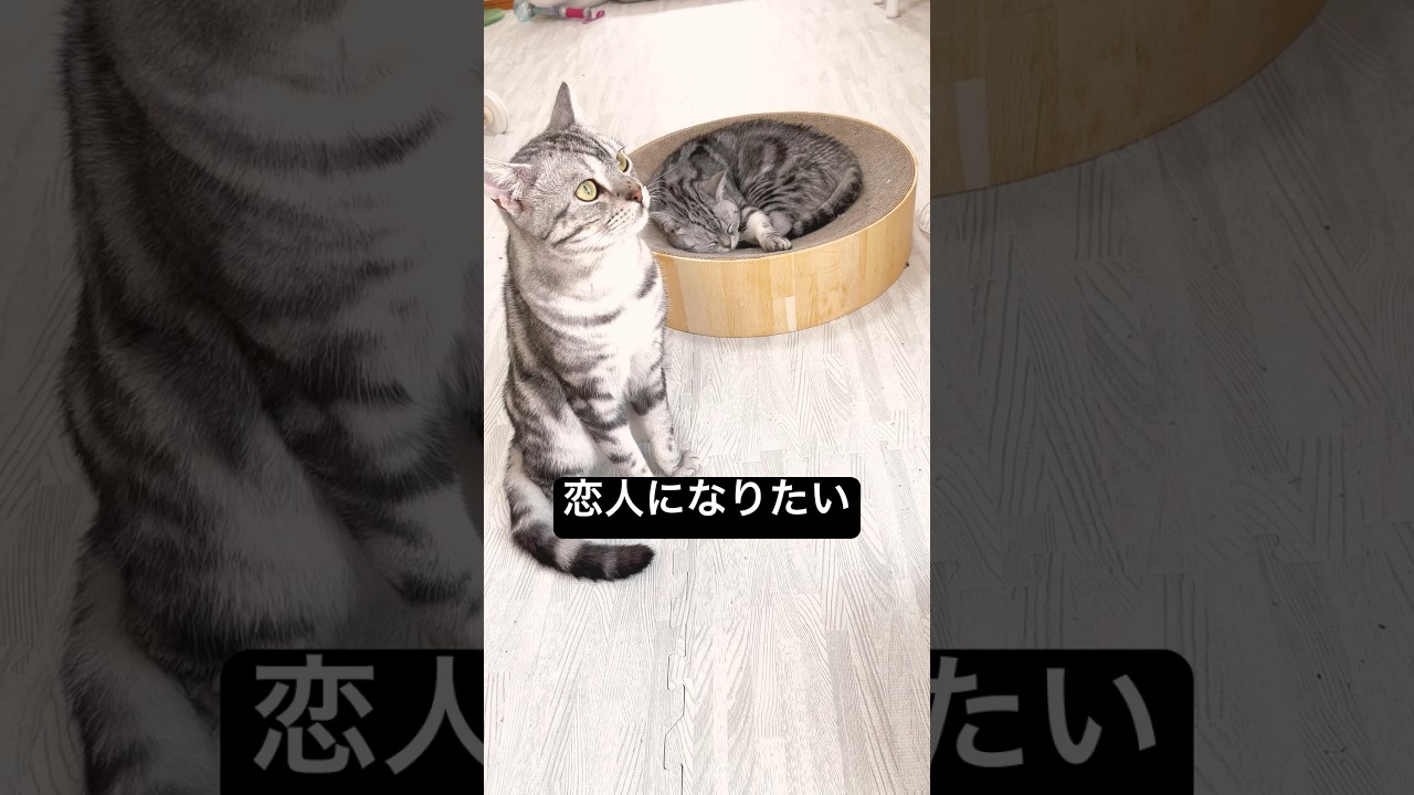 ぼくはいつか... #shorts #猫 #アメリカンショートヘア
