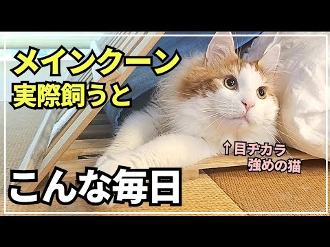 大型猫の日常ってこんな感じ！寛いでるだけなのに可愛いすぎる🐱【メインクーン】
