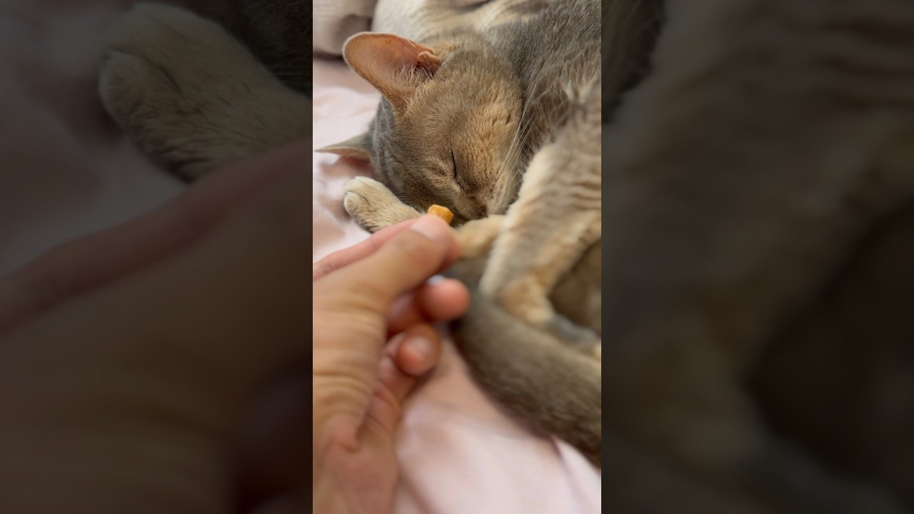 アンモニャイトにおやつを探し出すと… #アビシニアン