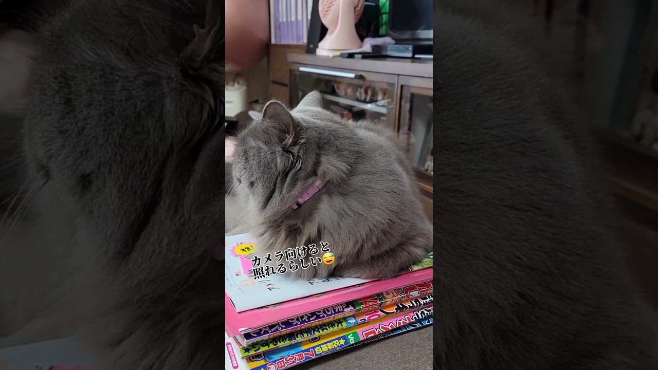 知ってる？猫好きなら知ってるらしいよ？【サイベリアン・キキのKIKICHANNEL】#shorts#サイベリアン #猫