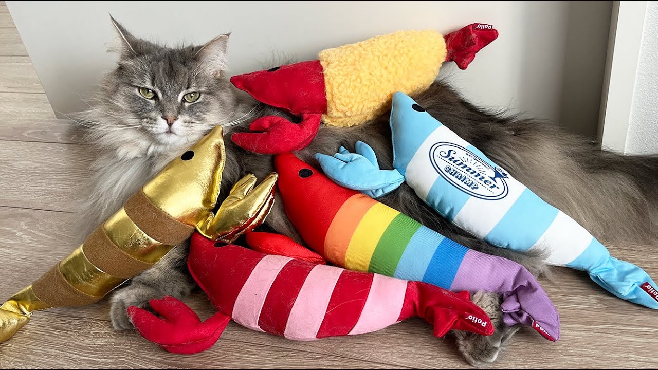 猫の海老コレクションに新入りが加入しました！  ノルウェージャンフォレストキャット