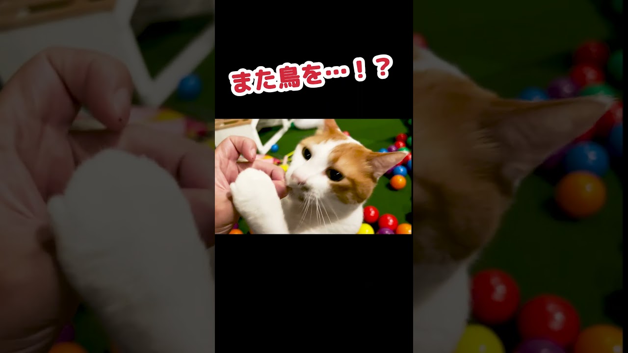 猫の野生本能をご覧ください #Shorts
