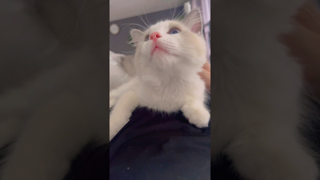 ３ヶ月ラグドールのモーニングルーティン #cat #猫 #ラグドール #子猫 #ねこ #ねこのいる生活