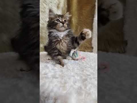 サイベリアン ブラウンクラシックタビー&ホワイトの女の子♡