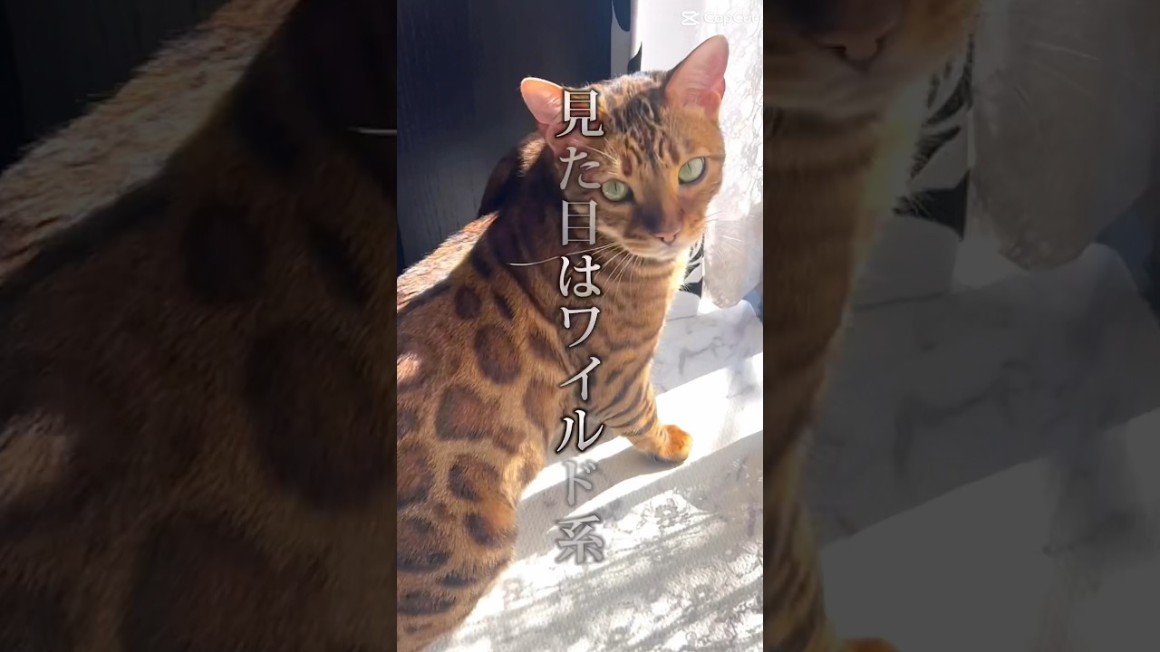 ギャップだね…😊#猫 #ベンガル #lovecats #shorts