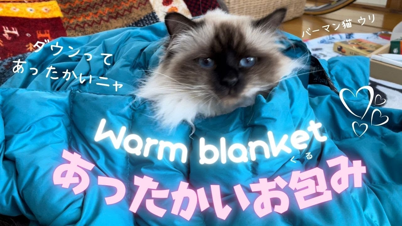 ダウンブランケットはポカポカ【あったかいお包み】Warm blanket （バーマン猫）Birman/Cat