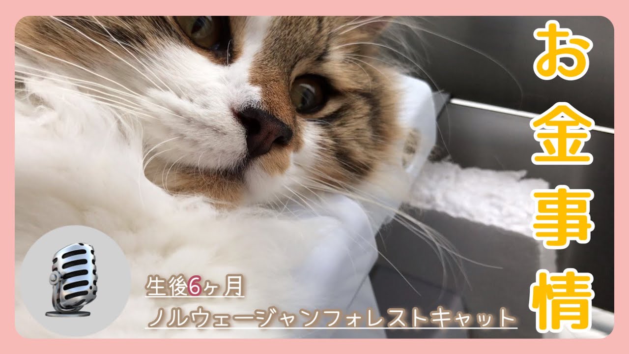 【猫のお金事情】初期費用と固定費について【ノルウェージャンフォレストキャット　＃30】
