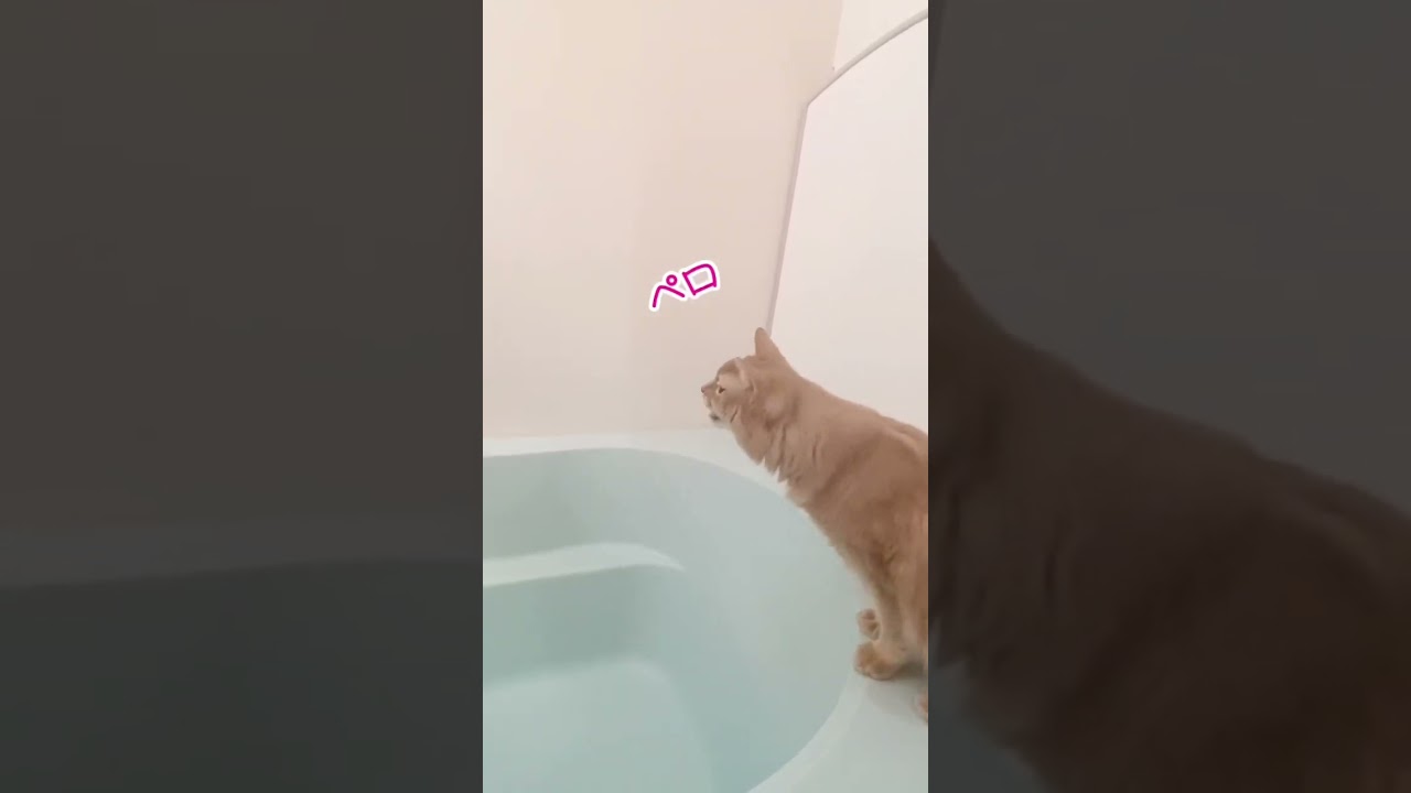 熱中症対策😸#shorts #猫 #ソマリ #水分補給