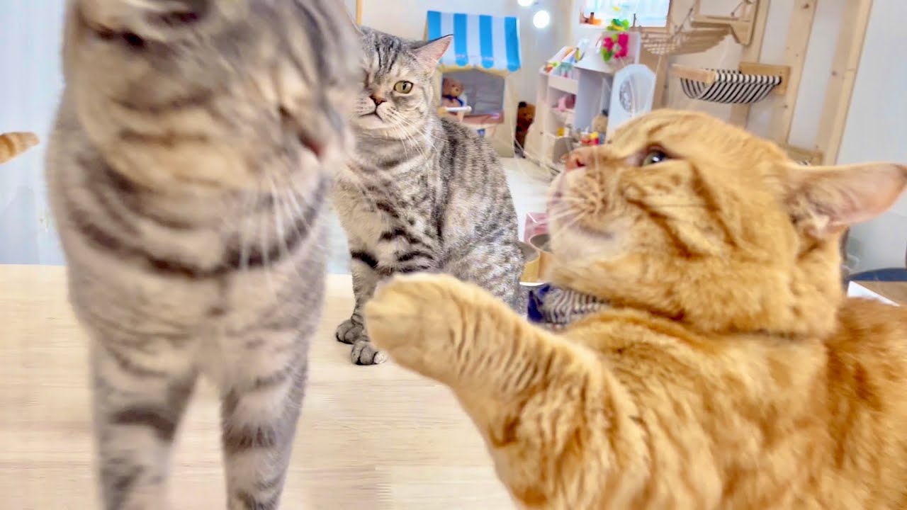 向かってこられるとついパンチが出ちゃうのん #猫 #マンチカン
