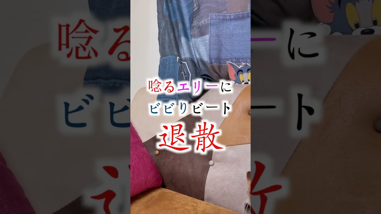 姉猫に『ウー！！！』と唸られ焦る猫が可愛い