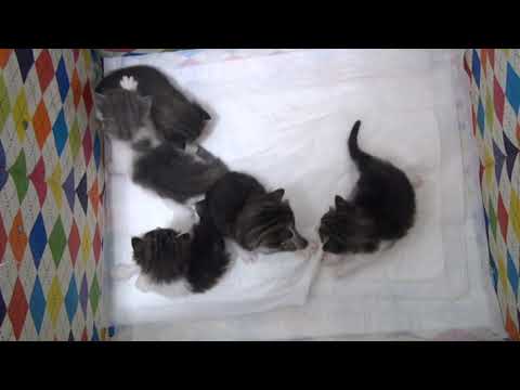 ノルウェージャンフォレストキャットの子猫Cattery FANTARJA