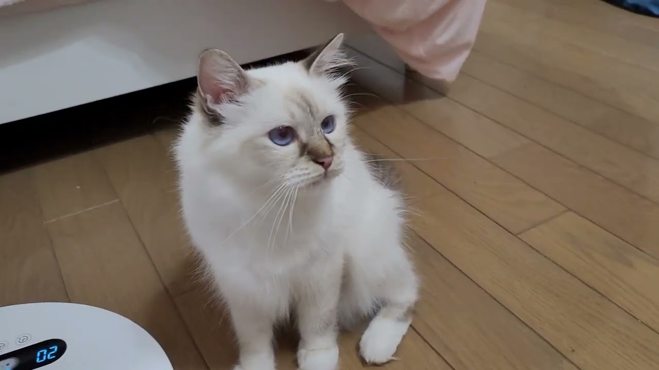 新しい玩具にくいつき凄い