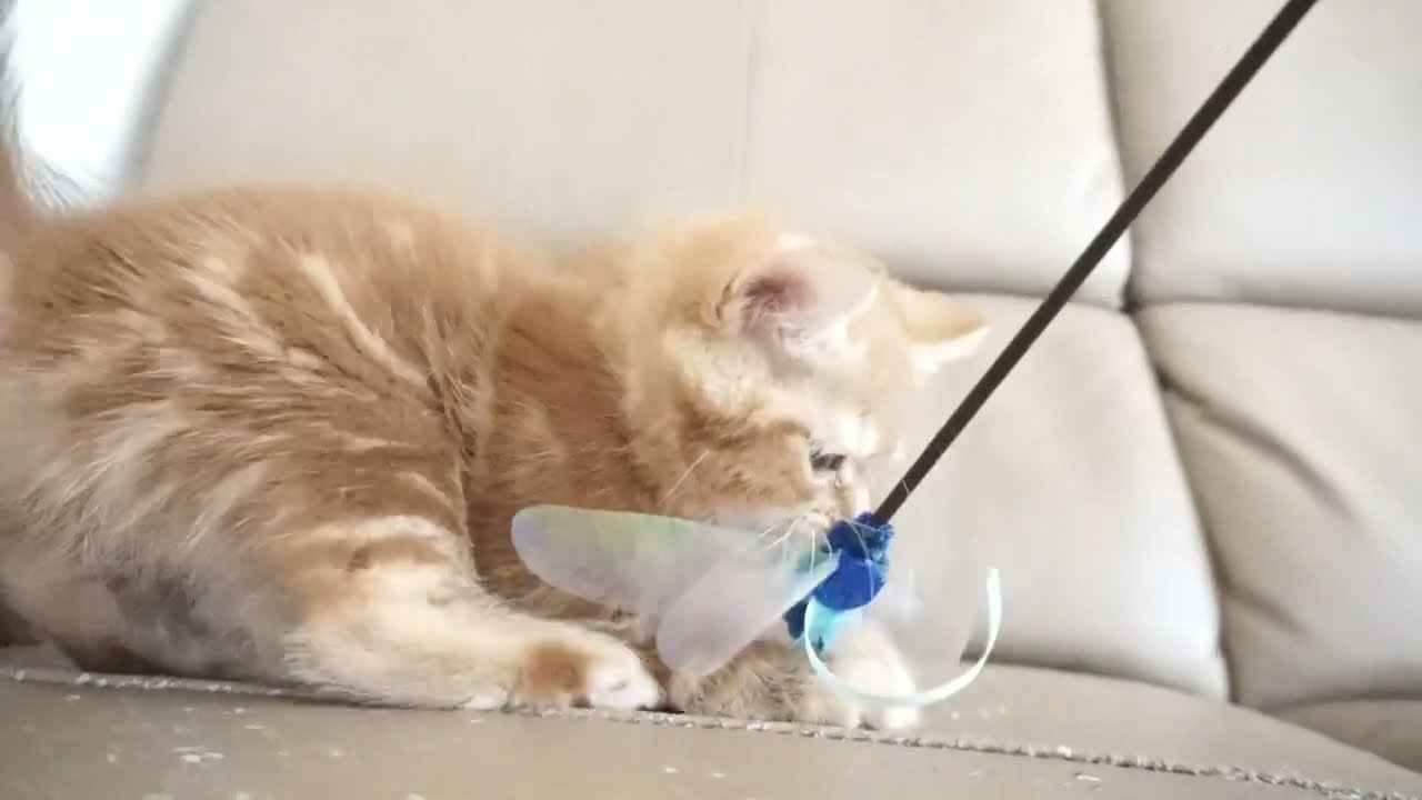 セルカークレックス子猫　2023.6.14産まれ 　レッドタビー　　女の子　シーダキャット猫のお店