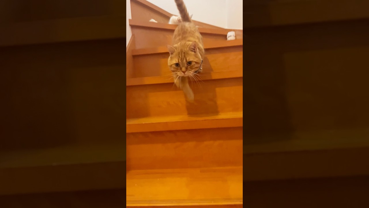 名前を呼ばれると飛んでくる猫 #マンチカン #shorts