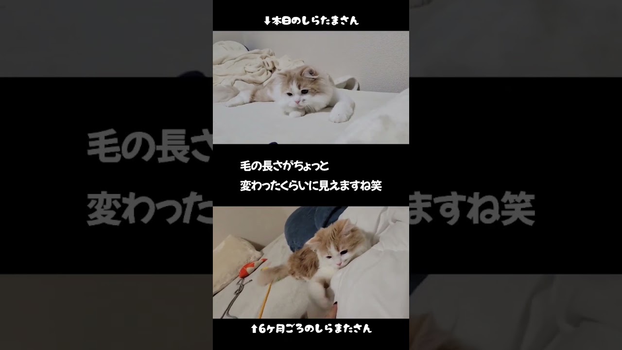 【動画切り抜き】しらたまの成長比較 #ラガマフィン #猫動画 #子猫 #cat