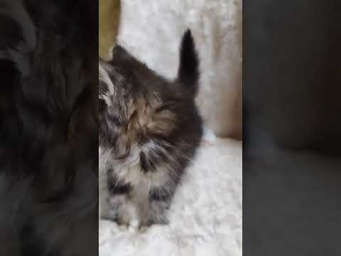 サイベリアン ブラウンクラシックタビー&ホワイトの女の子♡