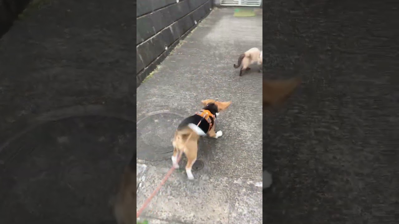 シャム猫との距離を縮めてきたビーグル犬#beagle #ビーグル #シャム猫