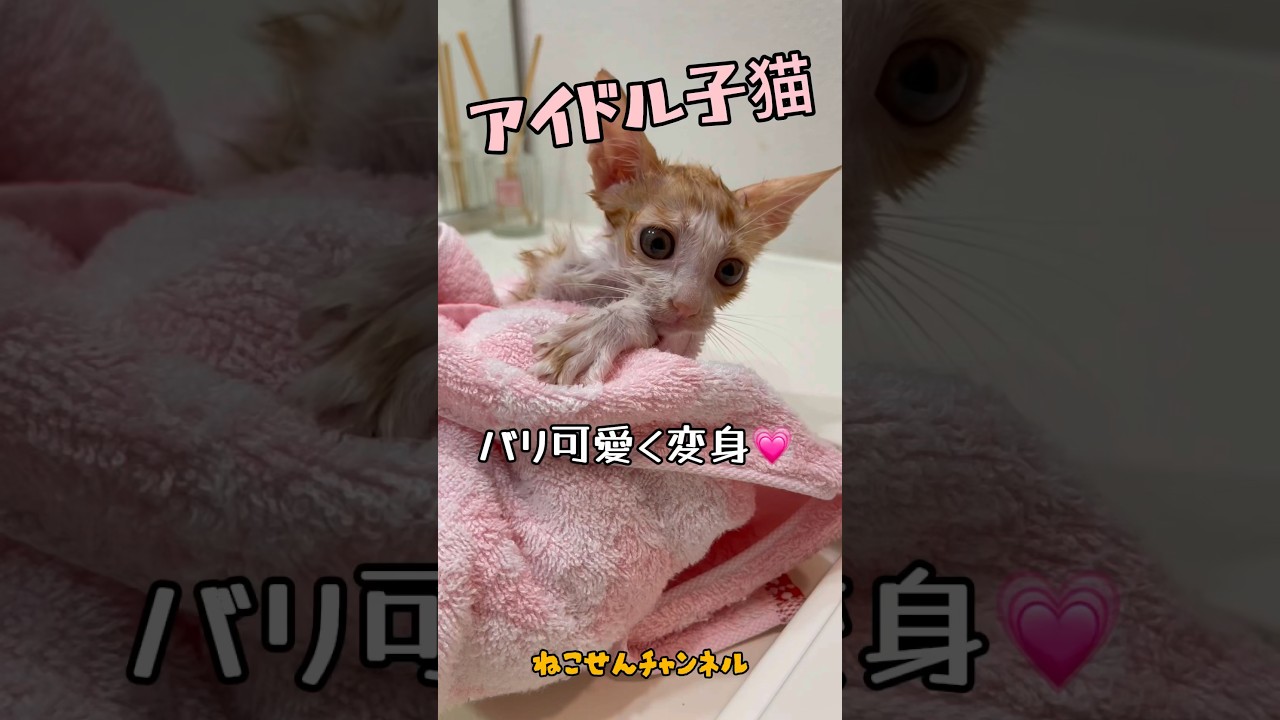 【アイドル猫 シャンプーで変身】保護した新入り子猫はアイドル的存在✨野良猫生活で汚れた身体もリフレッシュ💗プリンちゃん / rescued a kitten #shorts #シャンプー #アイドル猫