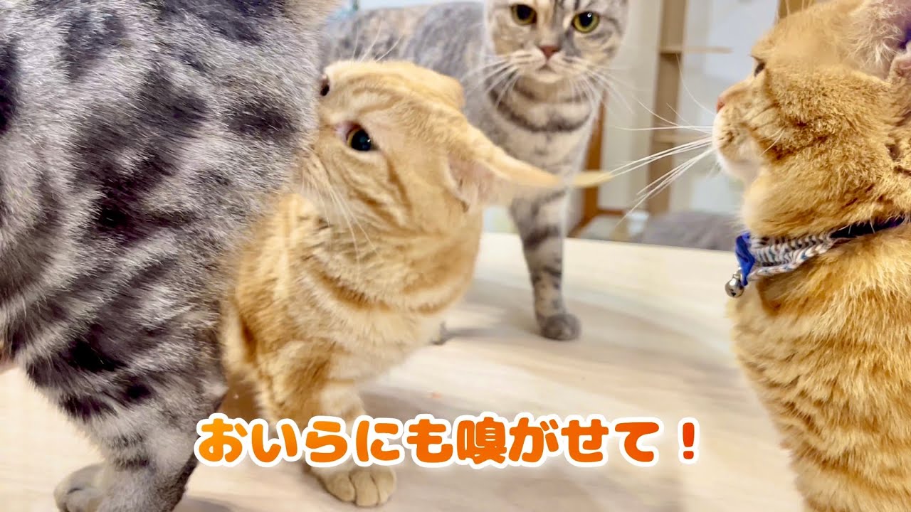 みんなクロくんのお尻の匂いが気になって仕方ないのん！ #猫 #マンチカン