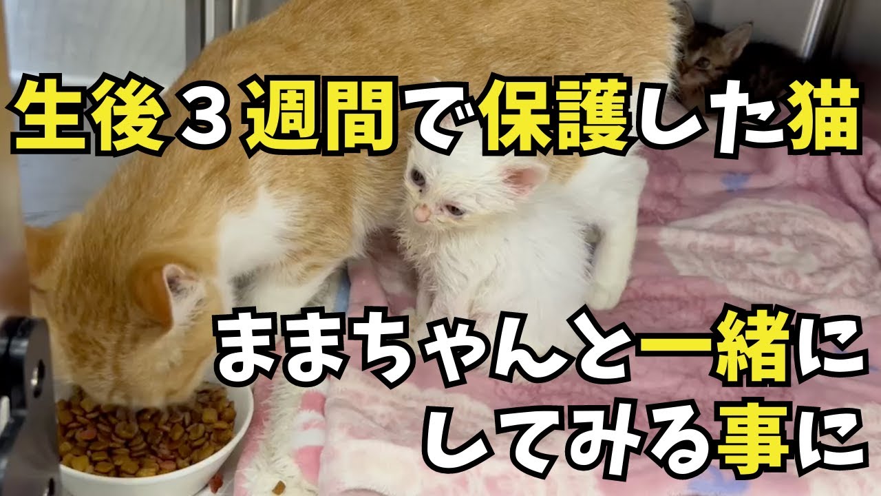 生後３週間の子猫。ままと一緒にしてみる事に。こんなに育ってくれない子は始めて