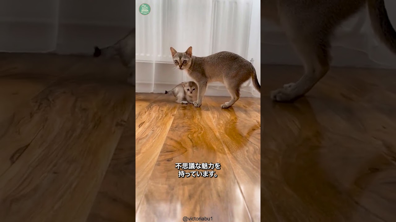 シンガプーラ🐱次の動画のリクエストをコメントで教えて！ #shorts