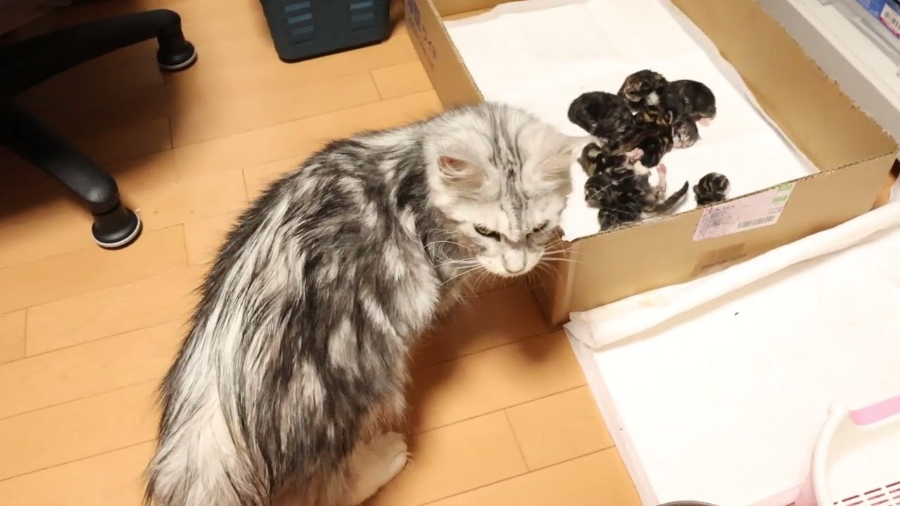 メインクーン母ひなたさんが7匹の赤ちゃんを出産