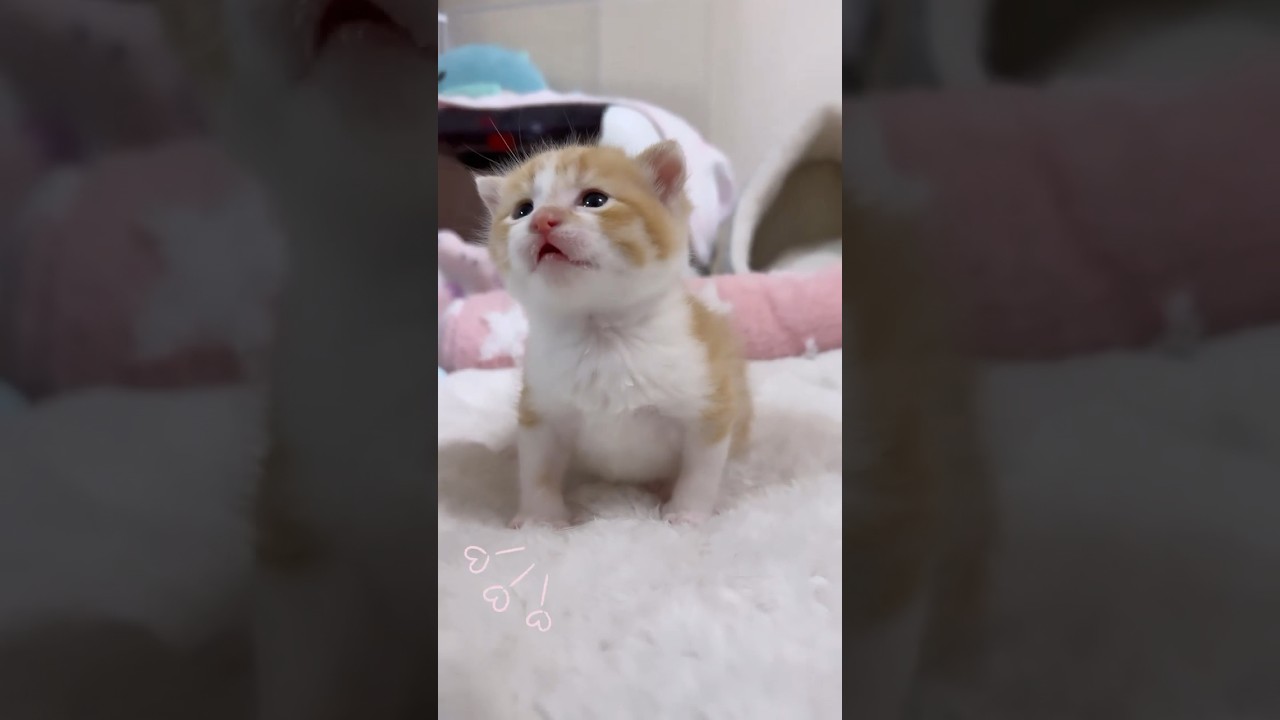 うるうるおめめで撫でて💗アピールのミドくん🌱　#kitten #子猫 #赤ちゃん猫　#shorts