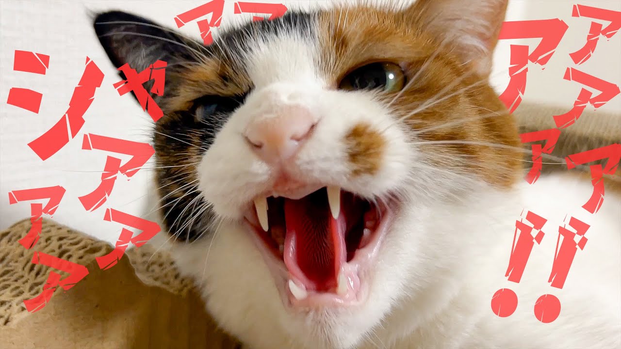 とある事件をきっかけに猫の威嚇が止まらなくなってしまいました…【ブチギレ】