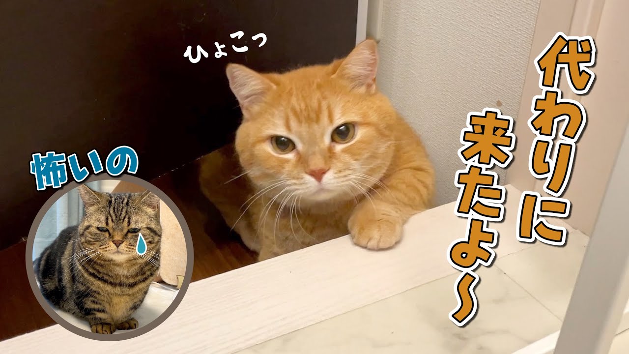 弟猫をシャンプーしてからママのお風呂の出待ちに来なくなっちゃいました…