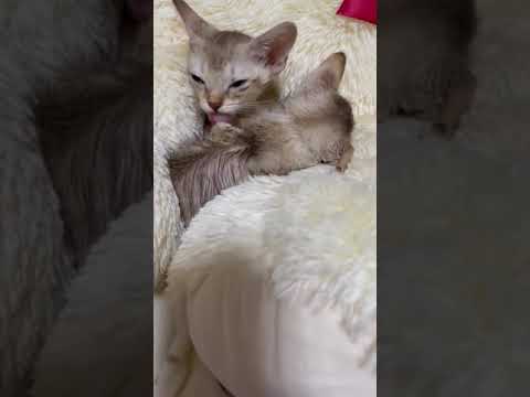 シンガプーラ セピアグーティ（短毛）の男の子。