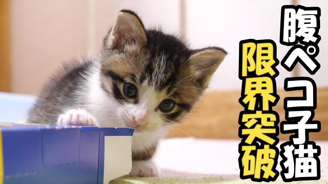 元気そうに見える子猫ですが事情があります【赤ちゃん猫　保護猫】