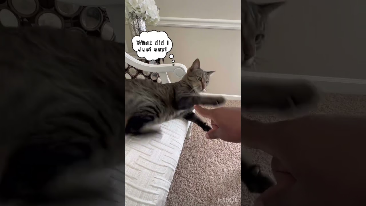 FUNNY MANX CAT 😻😹