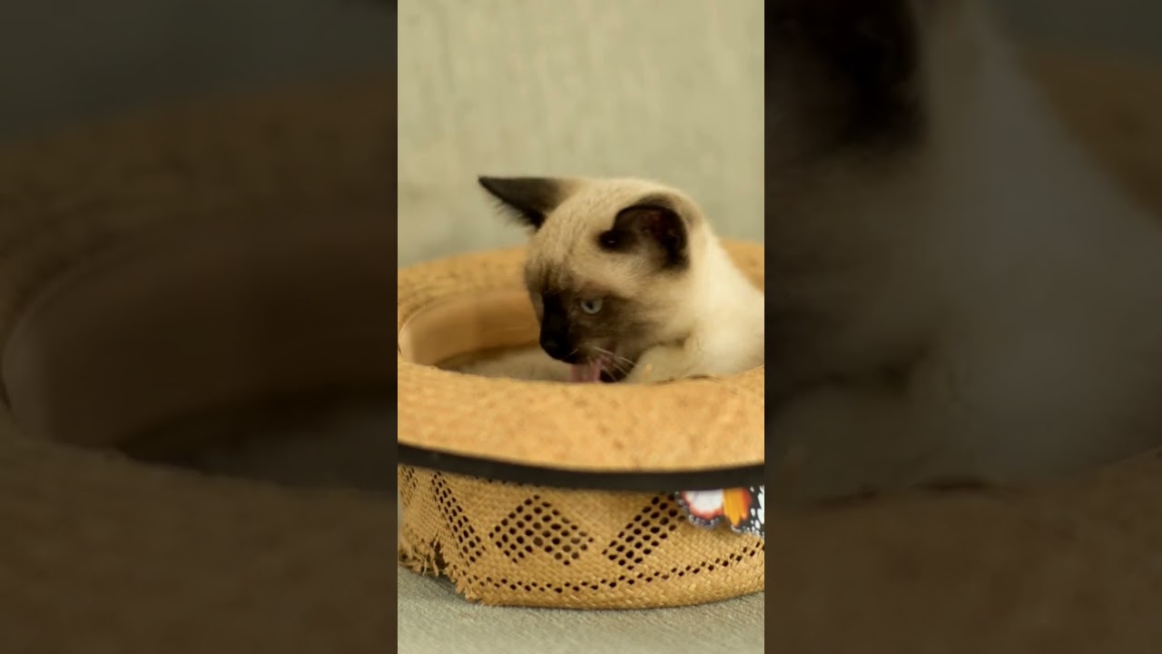 #cat #cats #animals #animal #قطتى #catlovers #catlover #قطط