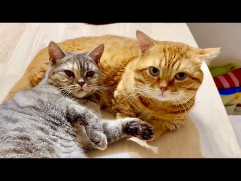 どんなに眠くてもぎんちゃんが甘えにきたら... #猫 #マンチカン