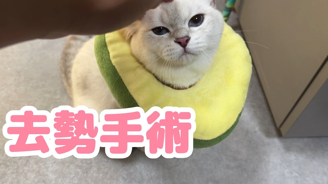 【去勢手術】ついにおたまとさよならしました、、、