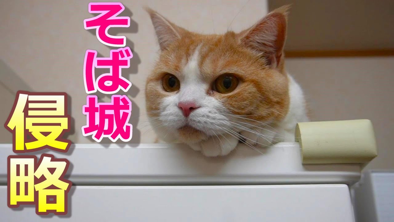 きにゃこが そば城に攻め込んだ!?【スコティッシュフォールド】【アビシニアン】