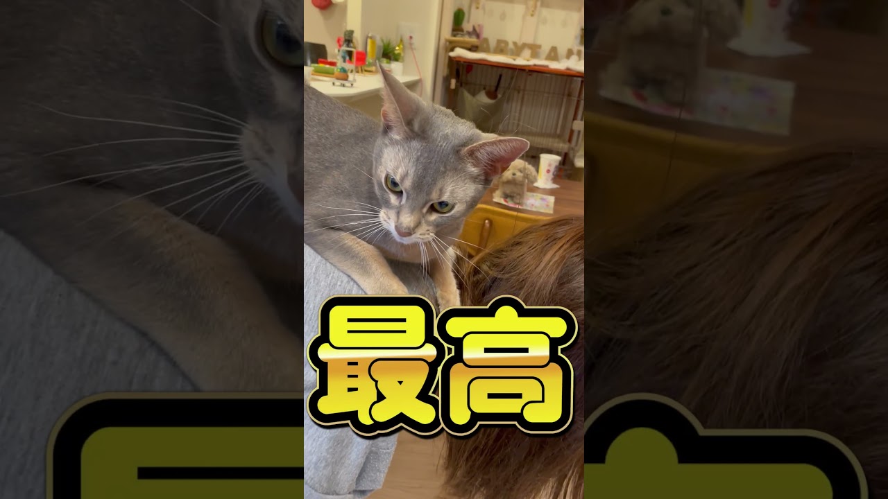 主に乗る猫 #shorts #猫 #アビシニアン