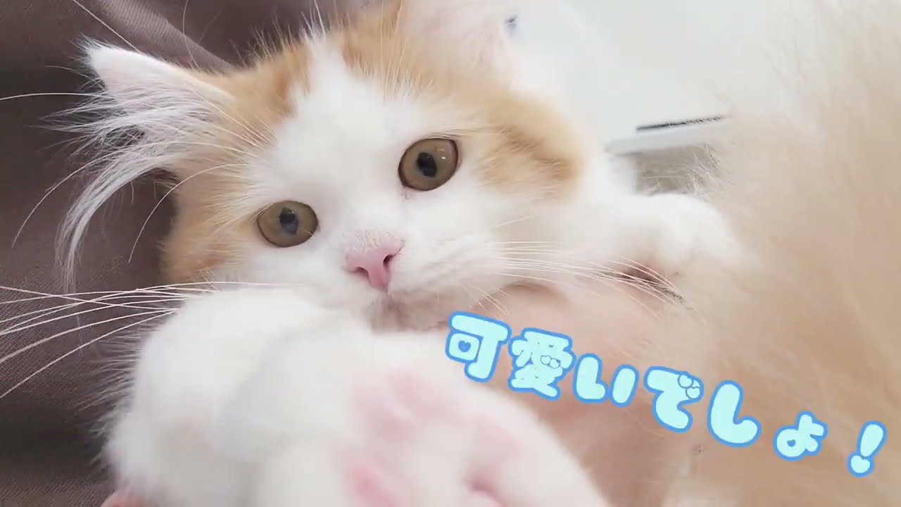 【ノルウェージャンフォレストキャット】あまえんぼ！