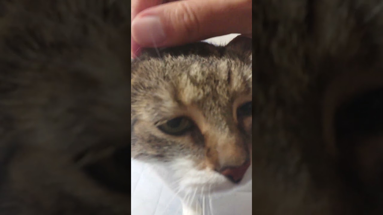 【猫】モカちん(4女)ちゃまちゃまタイム☆ 2023/08/08【アメリカンカール】#shorts