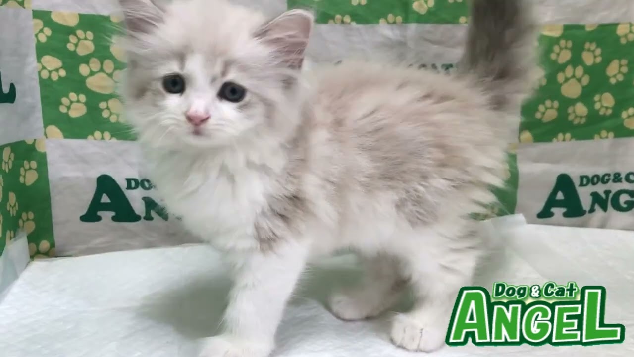 サイベリアン 2308040 【ペットショップエンゼル　子犬・子猫販売】