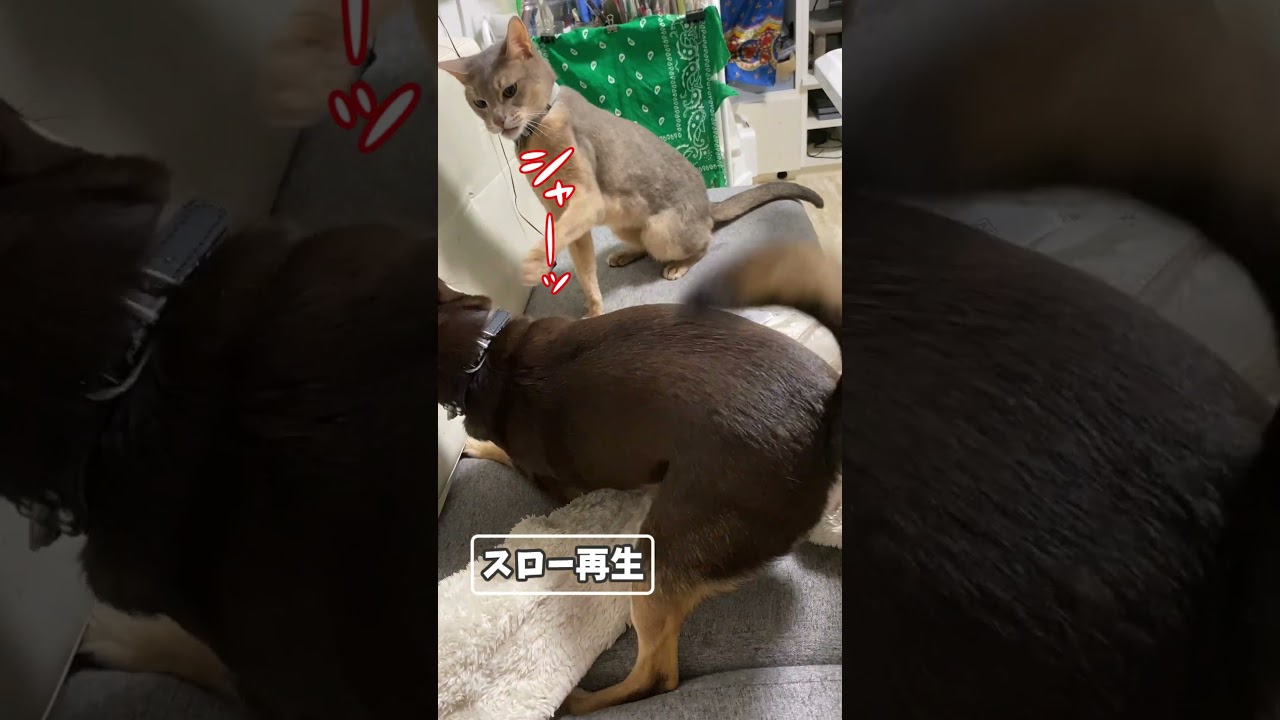 (アビ&チワワ) 猫パンチをスリッピングで受け流す犬 #shorts