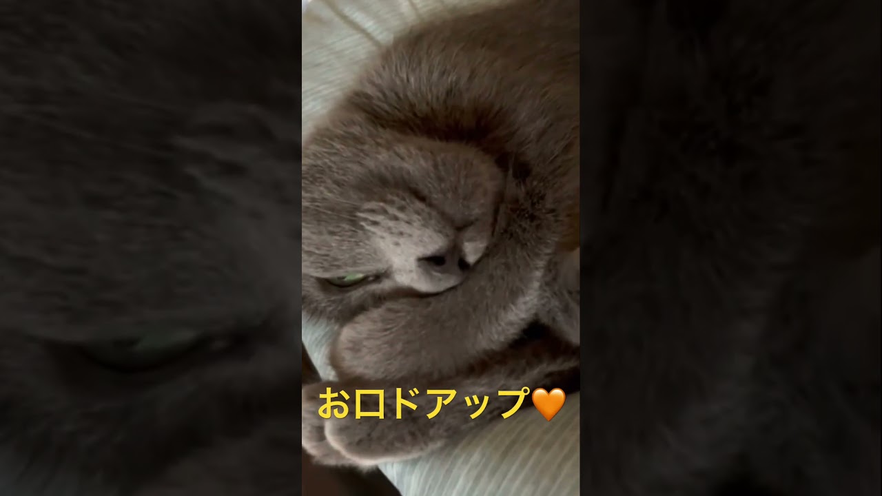 キュートな💛お口をドアップ❣️（ロシアンブルー）#shorts