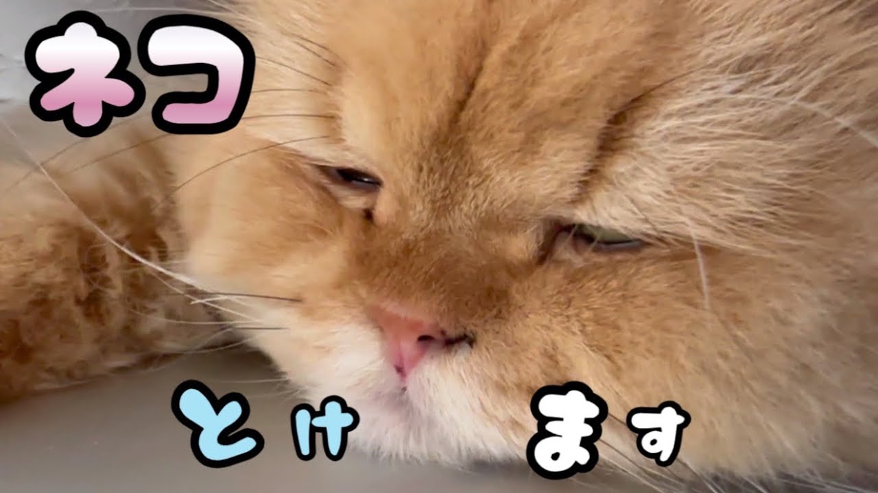 #66 この時期、日中は液体になってしまうおネコ様たち