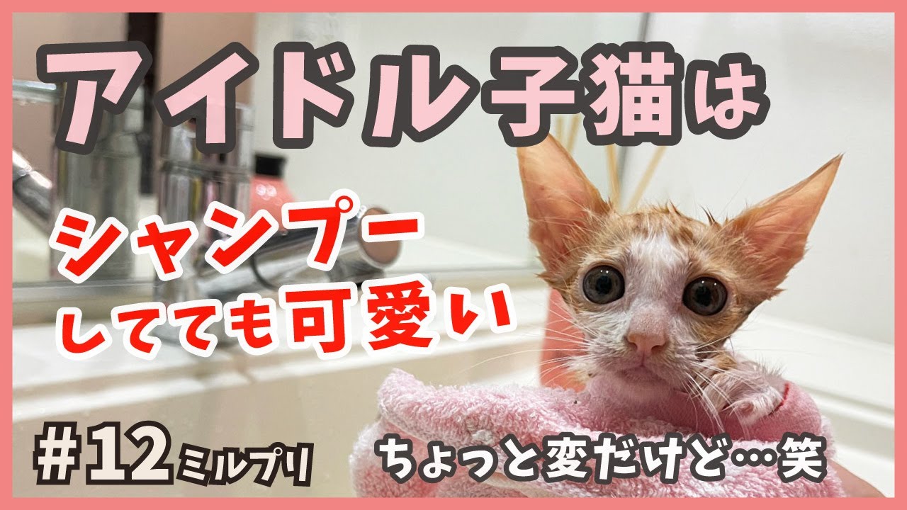 【パッツン前髪 猫 シャンプー】保護した可愛い子猫はお風呂に入れてもやっぱカワイイ。アイドル子猫に新メンバーが合流！【アイドル猫・ミルプリ12】/ cute kittens are idols
