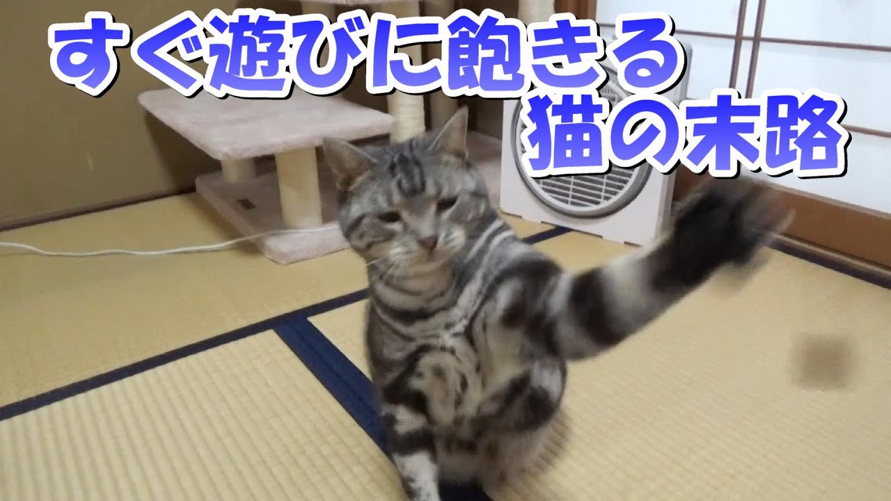 すぐ遊びに飽きる猫の末路（アメリカンショートヘア）