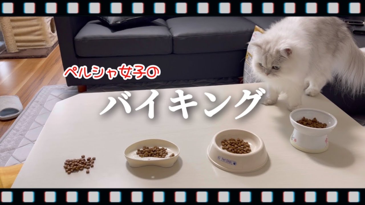 ペルシャ女子のバイキング【キャットフード】